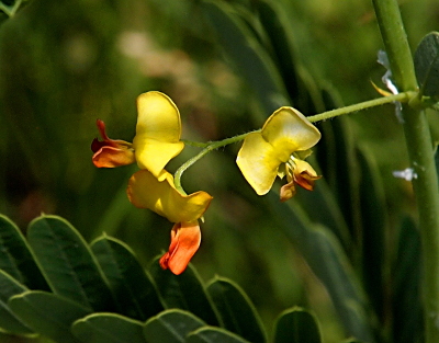 [Three flowers at the end of a stem are part yellow and part orange. Two joined yellow petals are on one side of the bloom while the orangish part comes out of the center like stamen, but look like folded petals.]